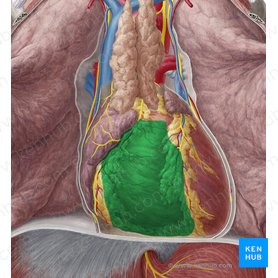 Ventrículo direito do coração (Ventriculus dexter cordis); Imagem: Yousun Koh