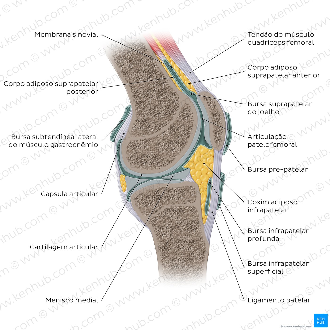 Anatomia da articulação do joelho - vista sagital