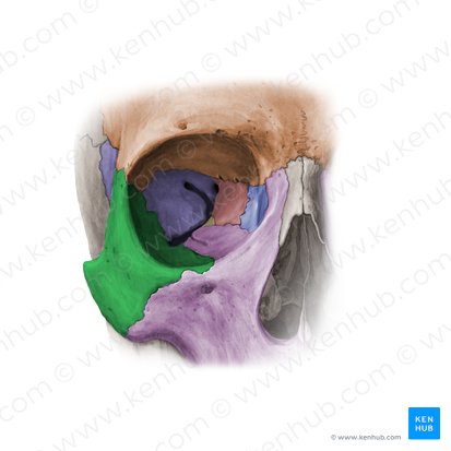 Hueso cigomático (Os zygomaticum); Imagen: Paul Kim