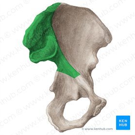Sacropelvic surface of ilium (Facies sacropelvica ossis ilium); Image: Liene Znotina