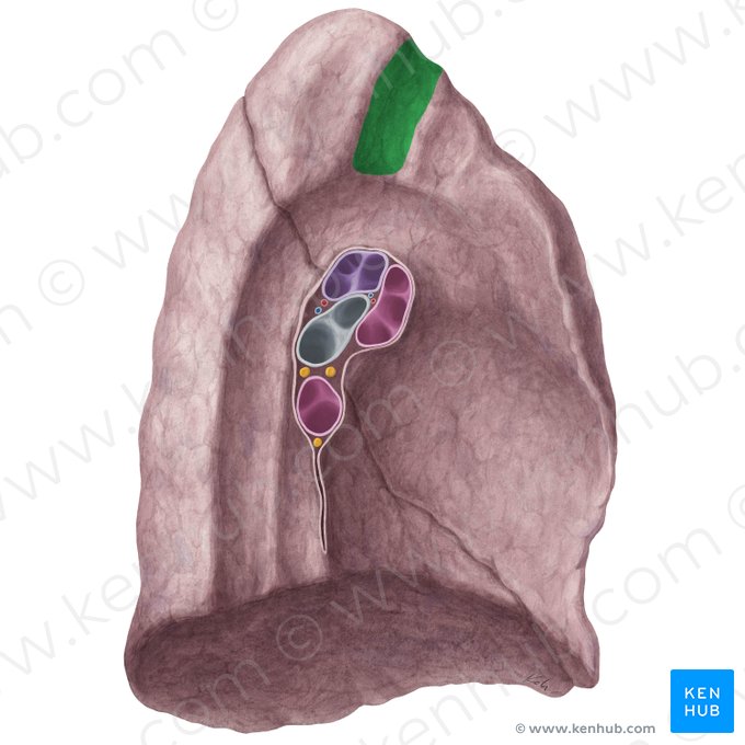 Impression for subclavian artery of left lung (Impressio arteriae subclaviae pulmonis sinistri); Image: Yousun Koh