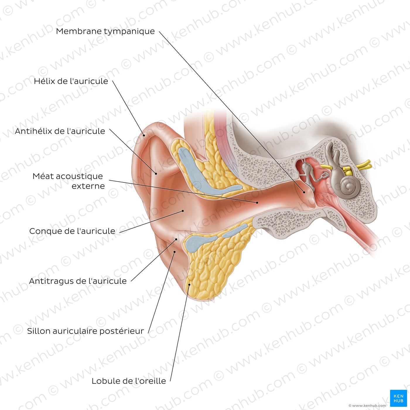 Oreille externe et ses parties : coupe coronale (schéma)