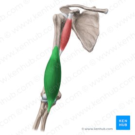 clavicularis-brachialis arthrosis rheumatoid arthritis recept