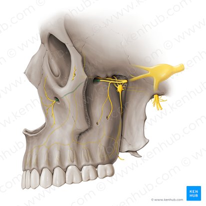 Nervo infraorbital (Nervus infraorbitalis); Imagem: Paul Kim