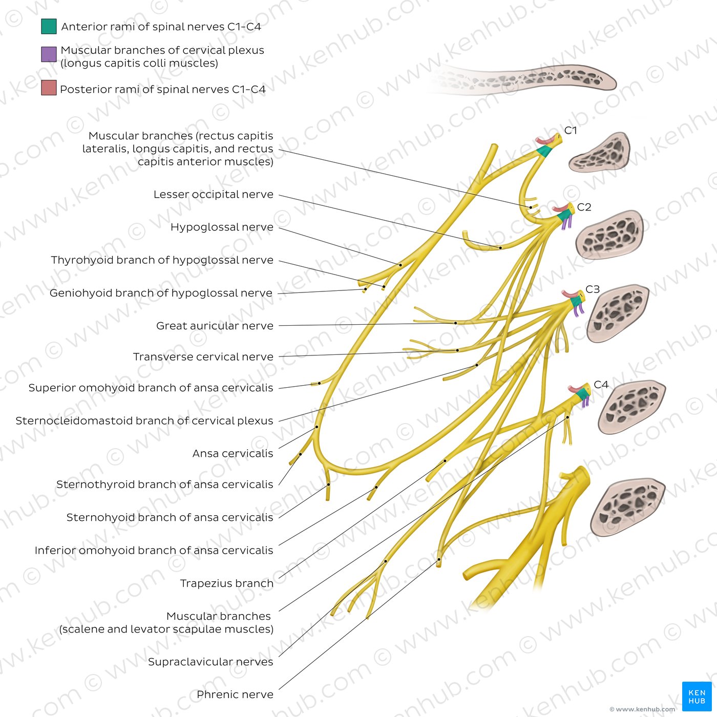 Overview of the cervical plexus