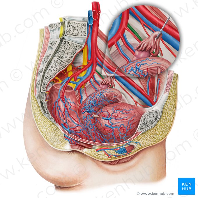 Vena obturatriz izquierda (Vena obturatoria sinistra); Imagen: Irina Münstermann