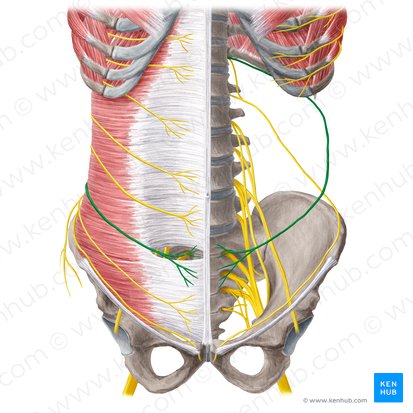 Nervio subcostal (Nervus subcostalis); Imagen: Yousun Koh