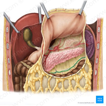Middle colic artery (Arteria colica media); Image: Esther Gollan