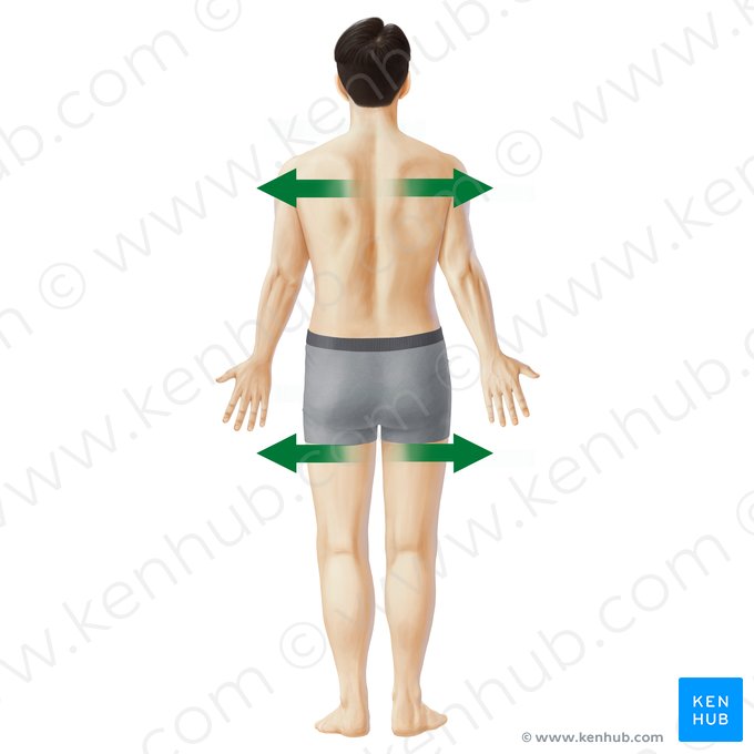 Lateral (Lateralis); Image: Paul Kim