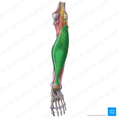 Músculo sóleo (Musculus soleus); Imagen: Liene Znotina