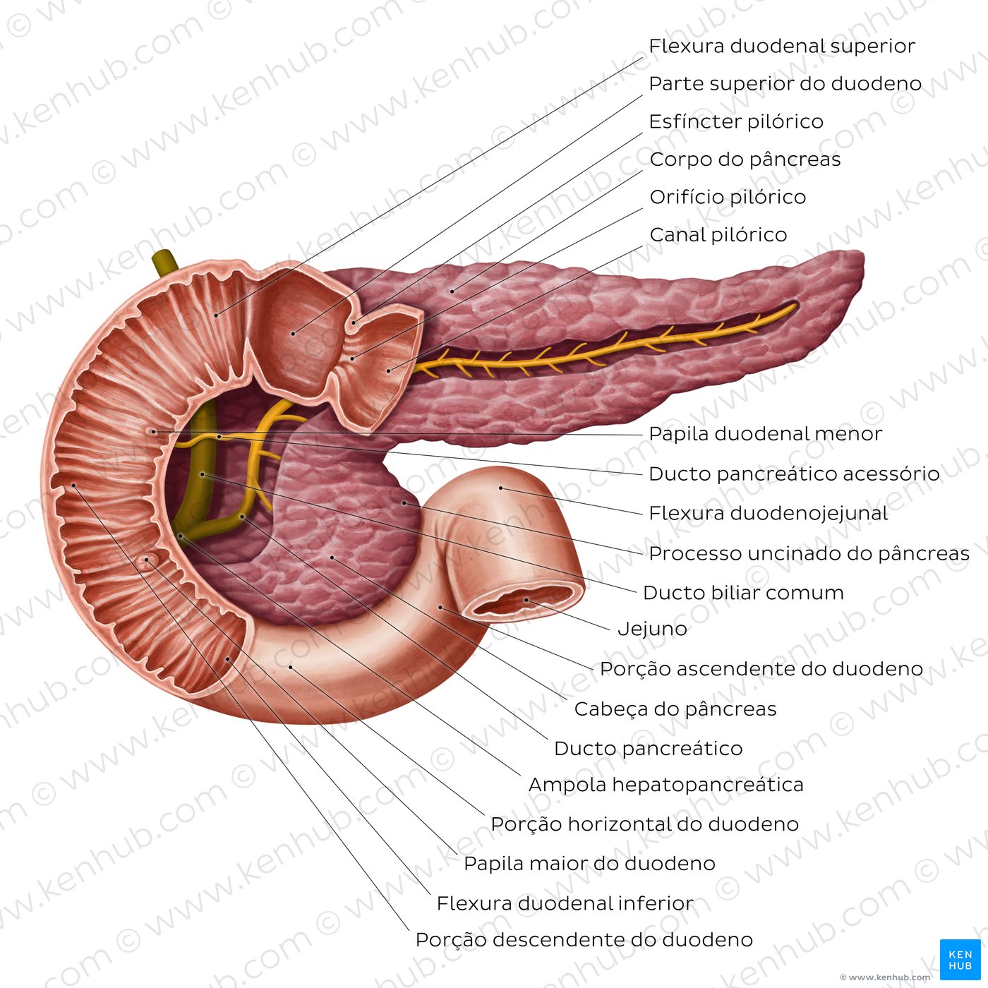 Sistema de ductos pancreáticos