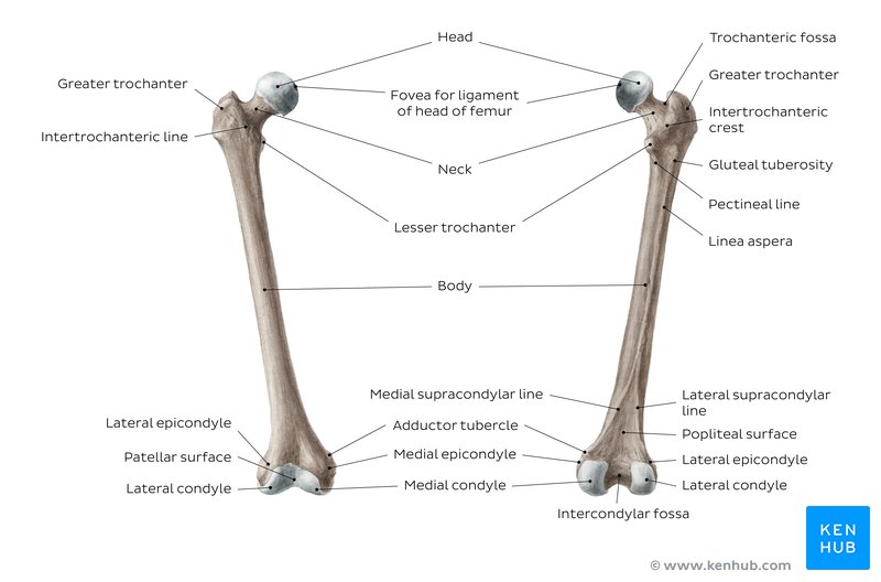 Labeled overview of the femur bone. 