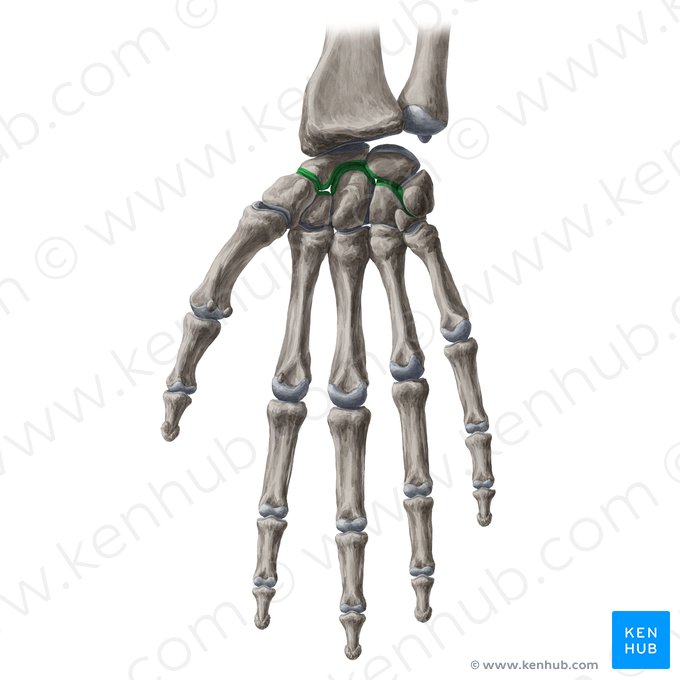 Articulação mediocarpal (Articulatio mediocarpea); Imagem: Yousun Koh