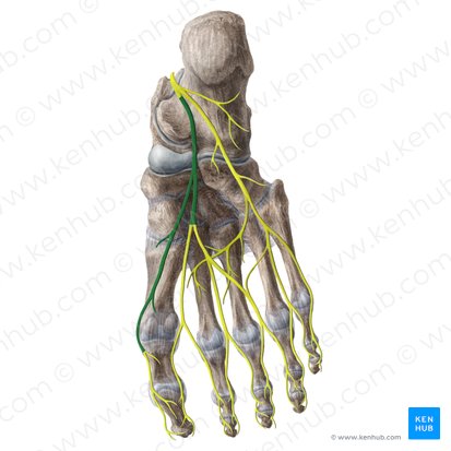 Nervio plantar medial (Nervus plantaris medialis); Imagen: Liene Znotina