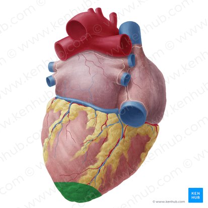 Apex of heart (Apex cordis); Image: Yousun Koh