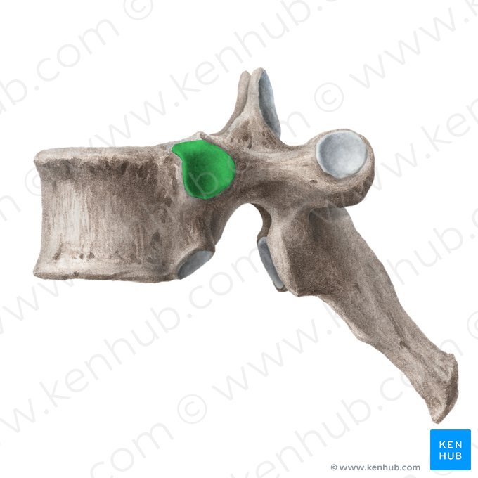 Fossette costale supérieure de la vèrtebre (Fovea costalis superior vertebrae); Image : Liene Znotina