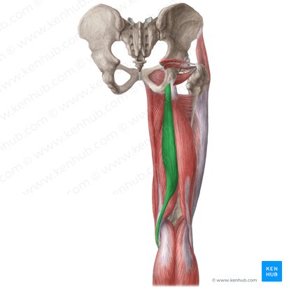 Músculo semitendinoso (Musculus semitendinosus); Imagen: Liene Znotina