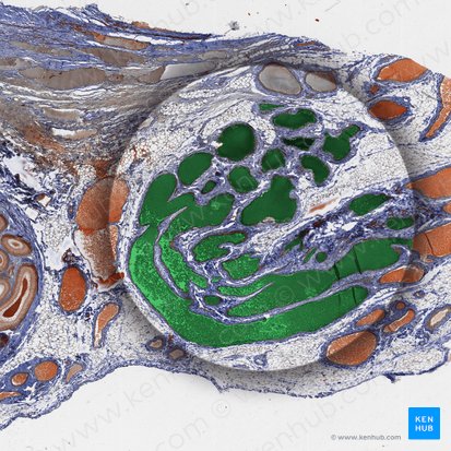 Pampiniform plexus (Plexus pampiniformis); Image: 