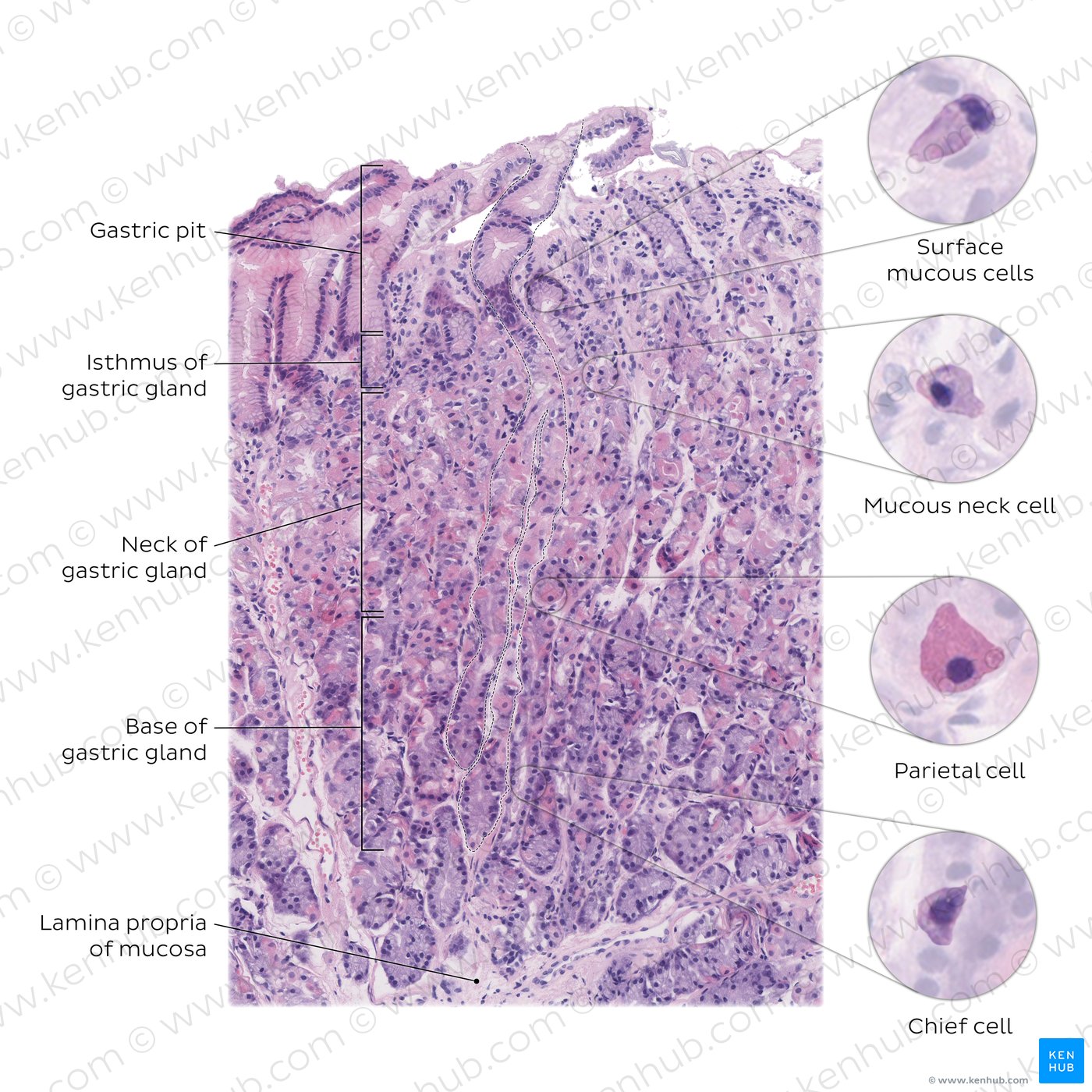 Gastric gland. Stain: H&E. High magnification.