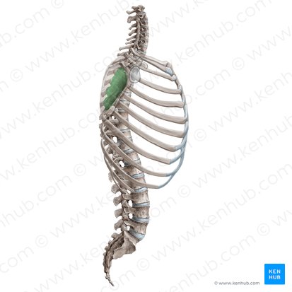Articulación escapulotorácica (Junctio scapulothoracica); Imagen: Paul Kim