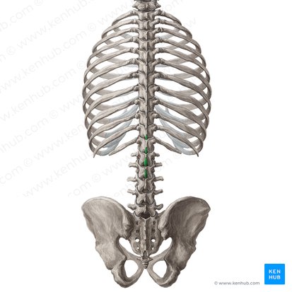 Spinous processes of vertebrae T11-L2 (Processus spinosi vertebrarum T11-L2); Image: Yousun Koh