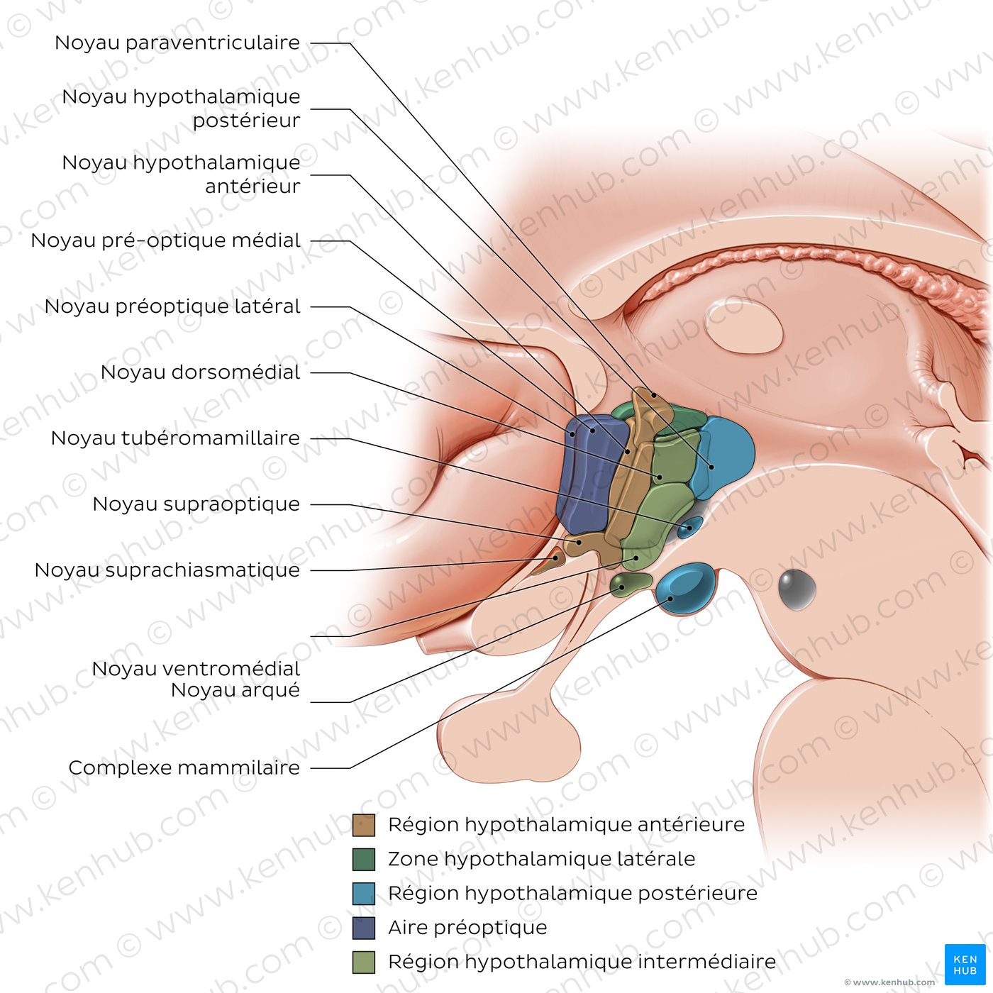 Hypothalamus: nuclei