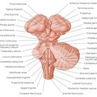 Cranial nerve nuclei