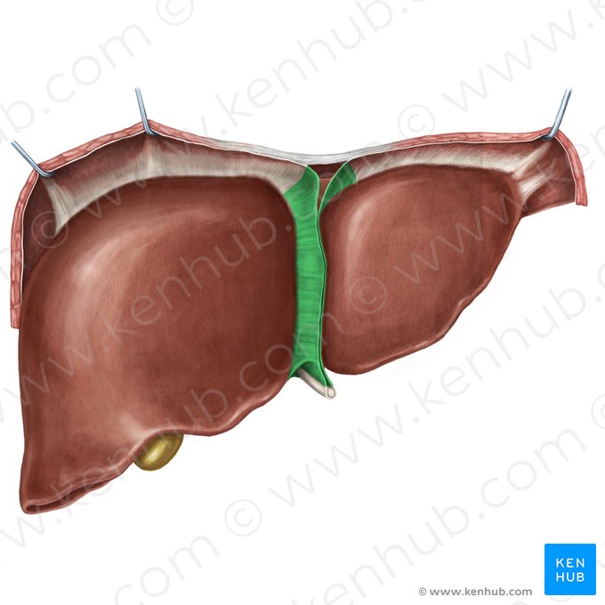 Ligamento falciforme do fígado (Ligamentum falciforme hepatis); Imagem: Irina Münstermann