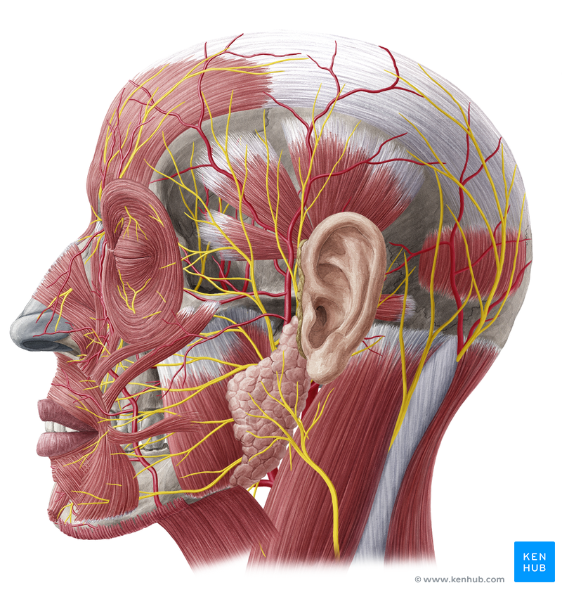 Анатомия лицевого. Неврит и невралгия тройничного нерва. Nervus auricularis posterior. N auricularis posterior.