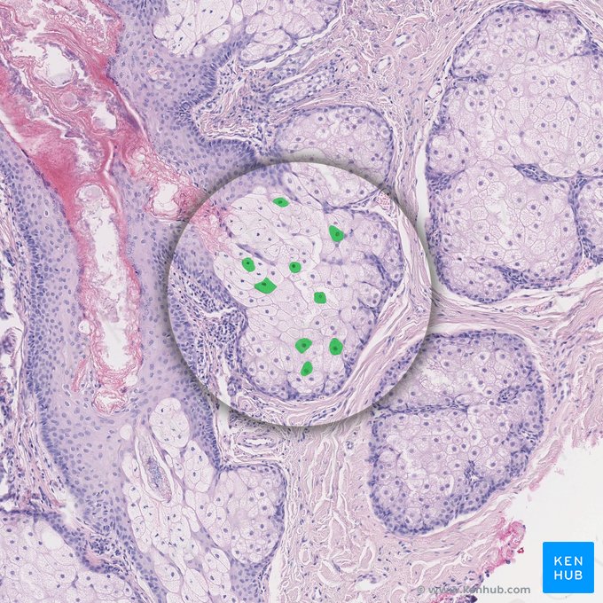 Células de la glándula sebácea (Exocrinocytus sebaceus); Imagen: 