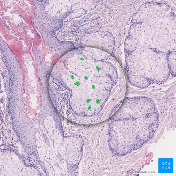 Cellule de la glande sébacée (Exocrinocytus sebaceus); Image : 
