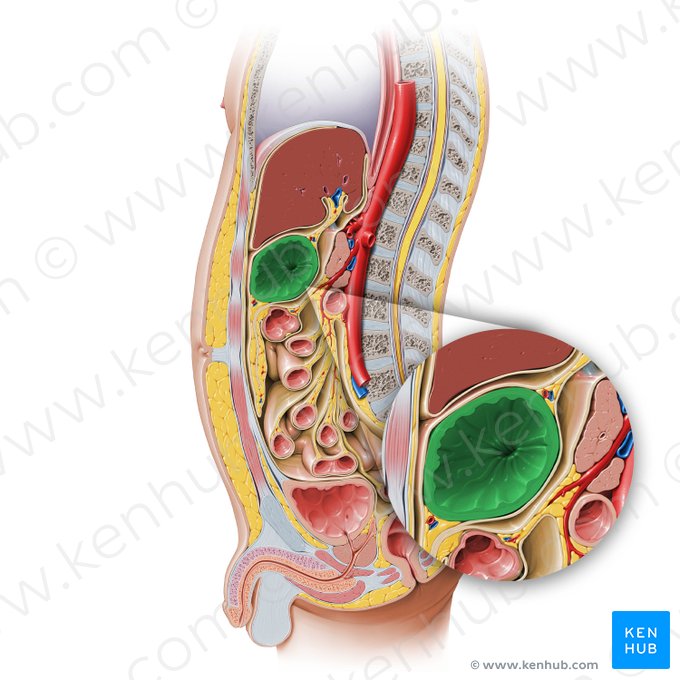Stomach (Gaster); Image: Paul Kim