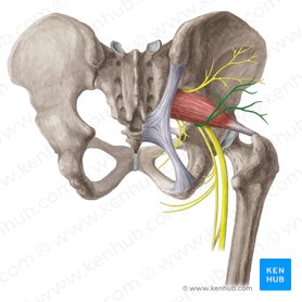 Inferior gluteal nerve (Nervus gluteus inferior); Image: Liene Znotina