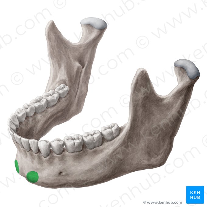 Tuberculum mentale mandibulae (Kinnhöcker des Unterkieferknochens); Bild: Yousun Koh