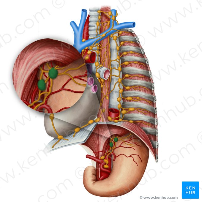 Ganglios linfáticos gástricos izquierdos (Nodi lymphoidei gastrici sinistri); Imagen: Irina Münstermann