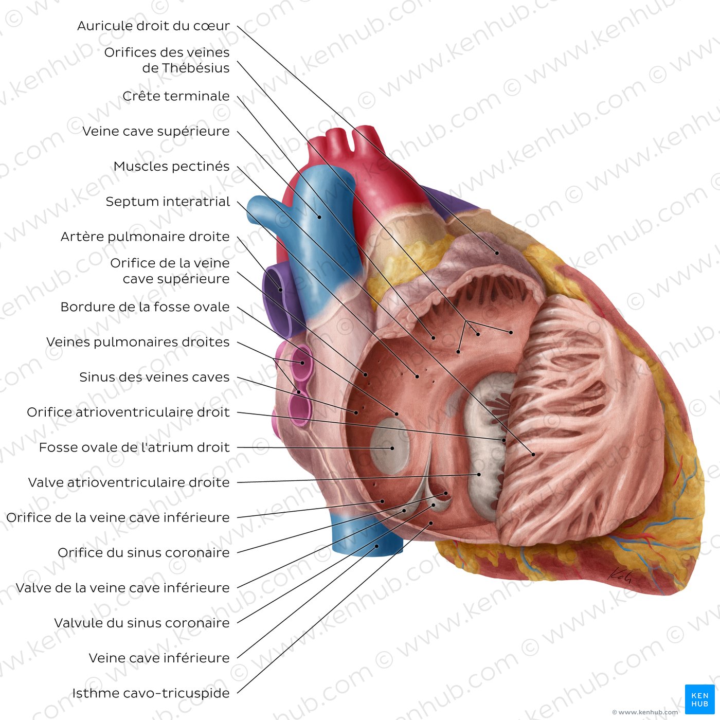 Schéma du coeur: Oreillette et ventricule droits du coeur (étiqueté)
