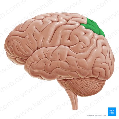 Superior parietal lobule (Lobulus parietalis superior); Image: Paul Kim