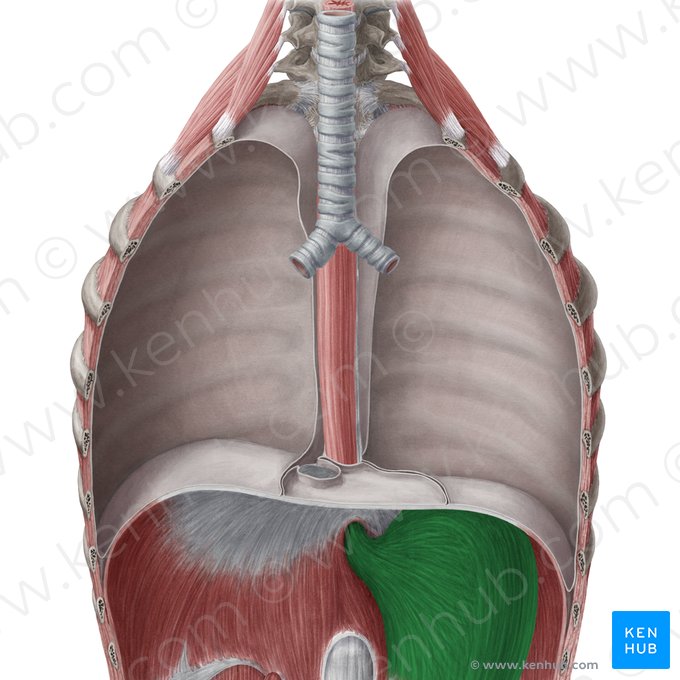 Stomach (Gaster); Image: Yousun Koh