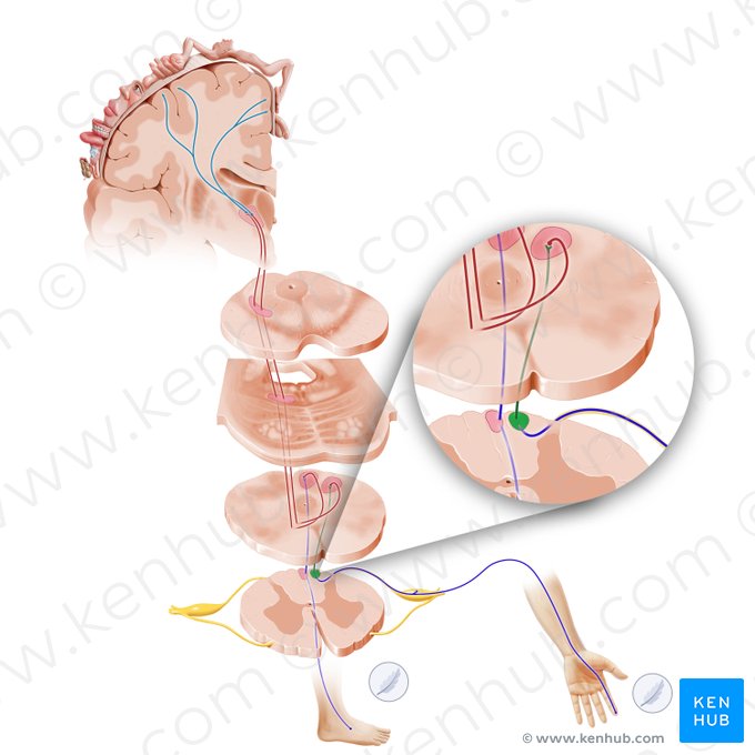 Fascículo cuneiforme (Fasciculus cuneatus); Imagem: Paul Kim
