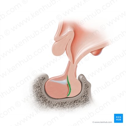 Pars intermedia hypophysis (Zwischenteil der Hypophyse); Bild: Paul Kim
