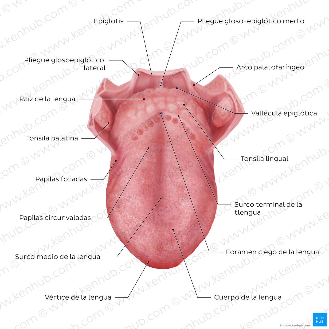 Estructura de la lengua