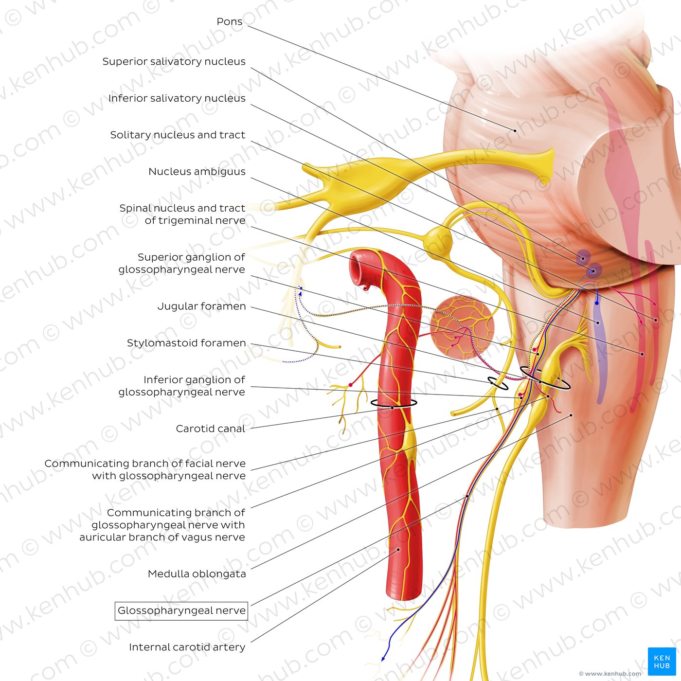 Glossopharyngeal nerve (origin and proximal branches)