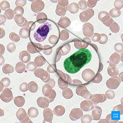 Macrophage (Macrophagocytus); Image: 