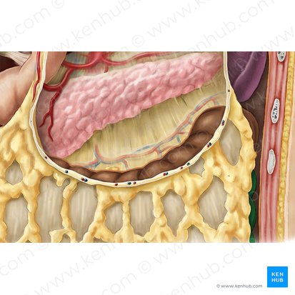 Descending colon (Colon descendens); Image: Esther Gollan