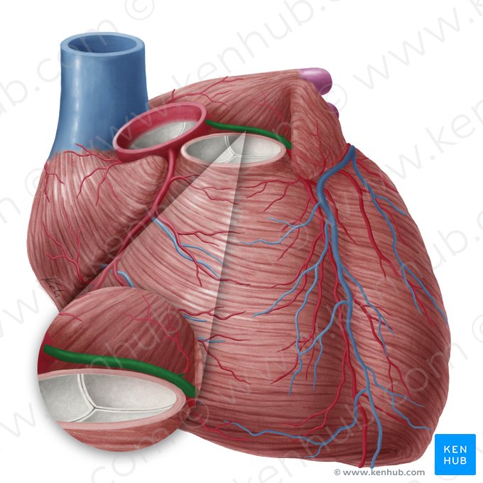 Left coronary artery (Arteria coronaria sinistra); Image: Yousun Koh