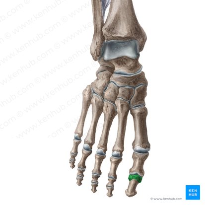 Base of distal phalanx of great toe (Basis phalangis distalis hallucis); Image: Liene Znotina