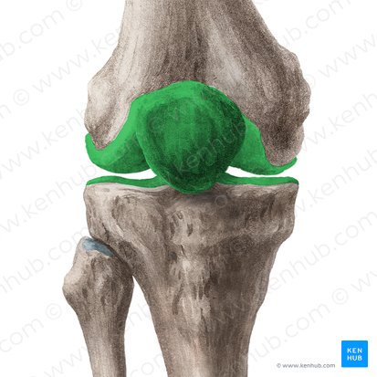 Knee joint (Articulatio genus); Image: Liene Znotina