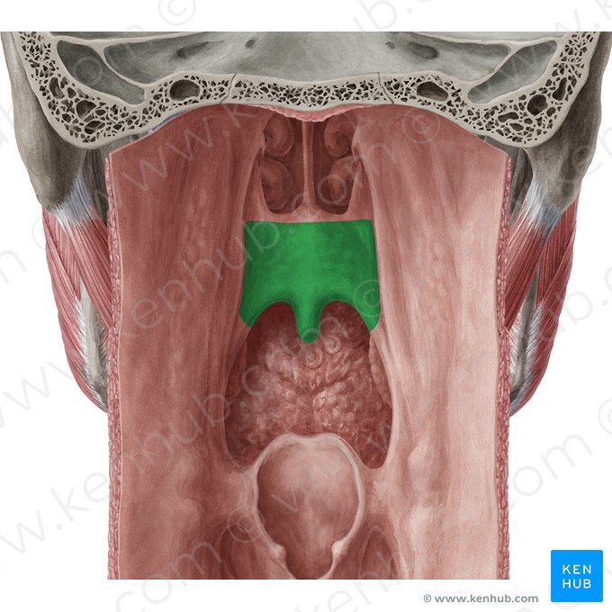 Palato mole (Palatum molle); Imagem: Yousun Koh