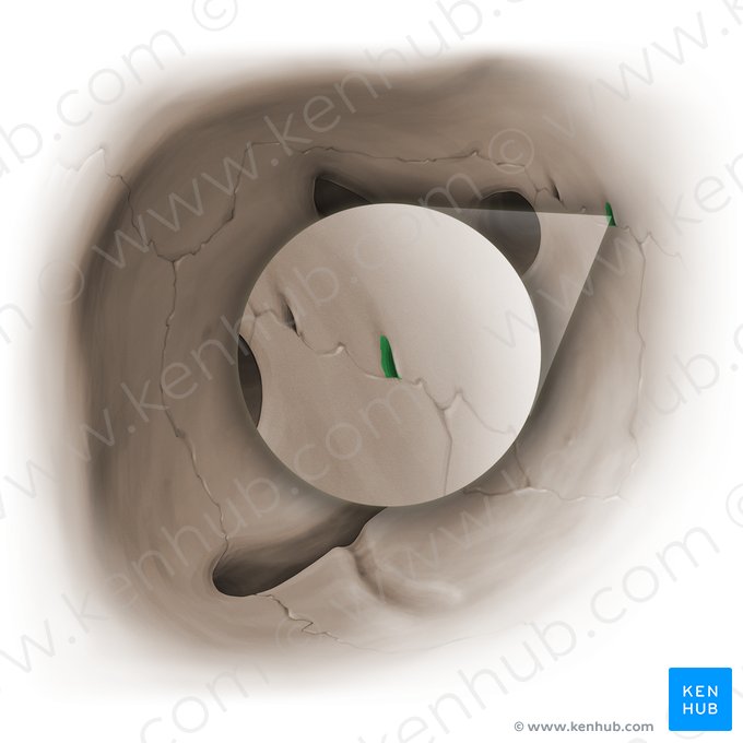 Forame etmoidal anterior (Foramen ethmoidale anterius); Imagem: Paul Kim
