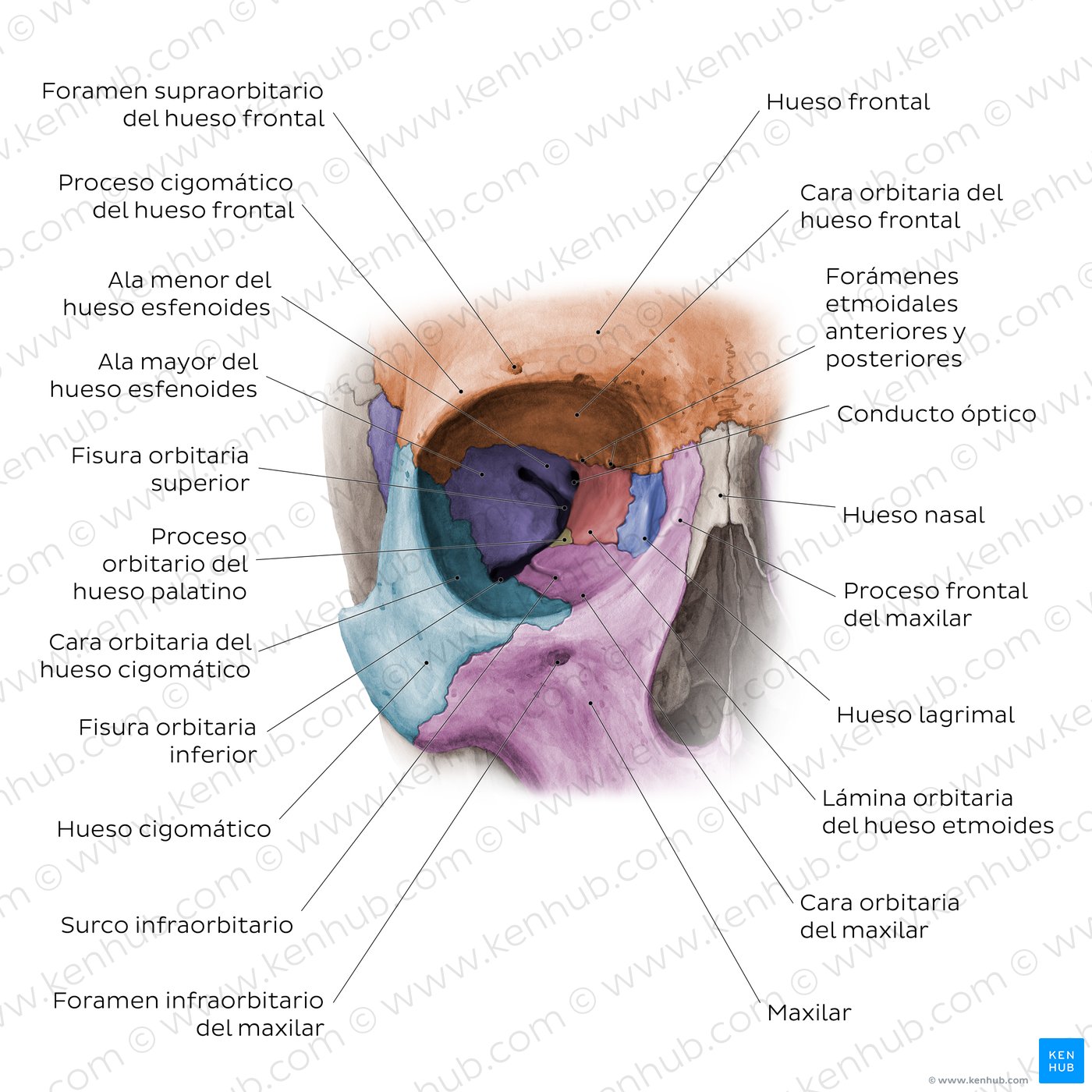 Cavidad orbitaria (vista anterior)